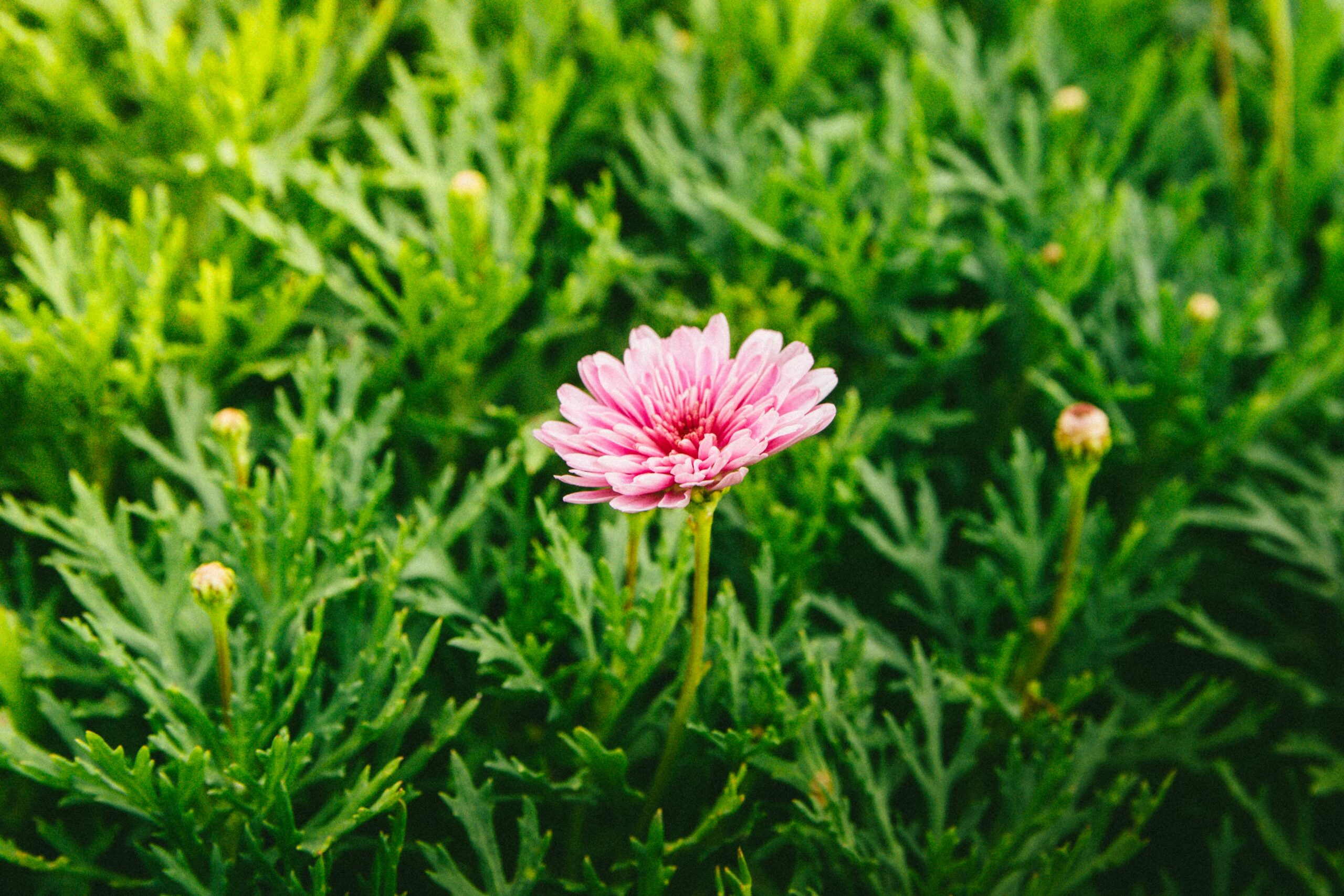 Pink flower in lush green foliage, symbolizing brand identity psychology, individuality, and standing out within a shared environment.